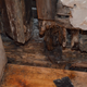 and yes, ever single wall stud is rotted and not actually supporting anything. The plaster & lathe was holding the wall up in this area